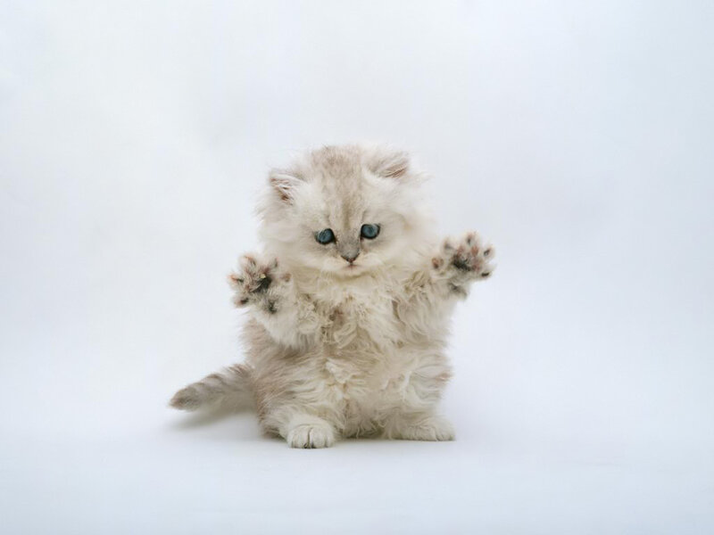Fluffy White Kitten — Innocent, Photograph, Paws, Eyes, Tail, Gray