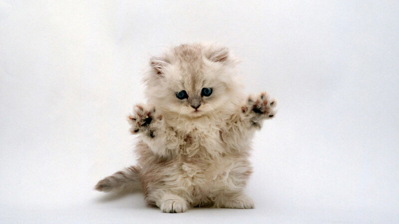 Fluffy White Kitten — Innocent, Photograph, Paws, Eyes, Tail