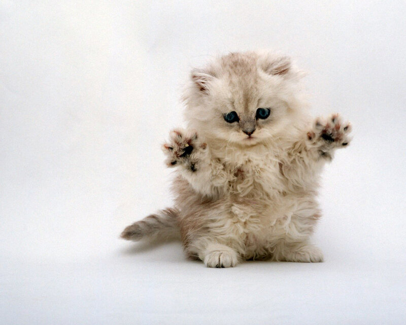 Fluffy White Kitten — Innocent, Photograph, Paws, Eyes