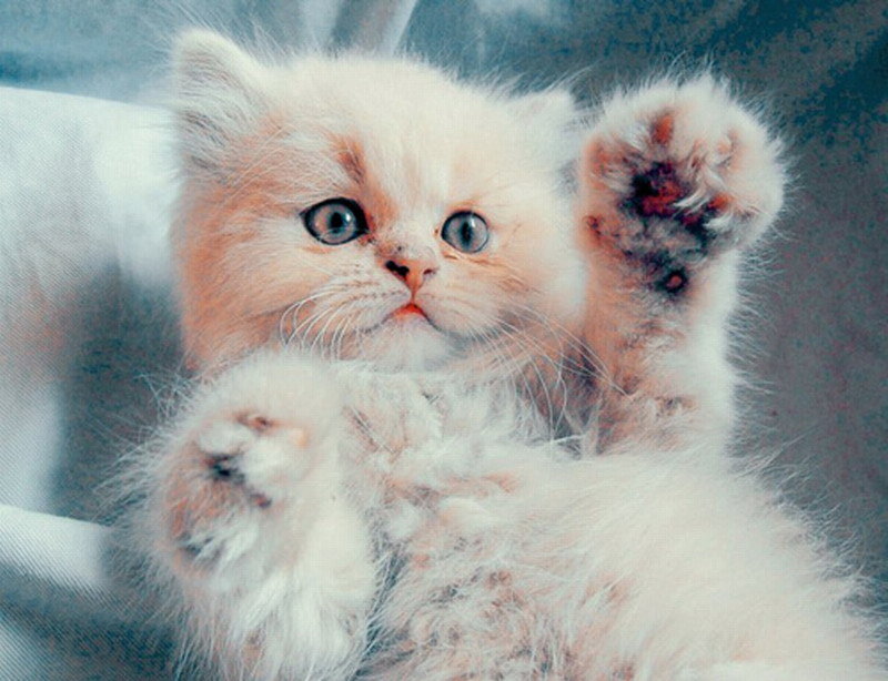 Fluffy White Kitten — Innocent, Photograph, Paws
