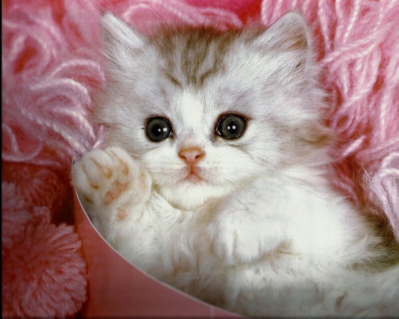 Fluffy White Kitten — Innocent, Photograph, Pink Yarn