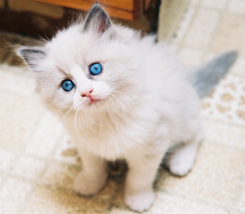Fluffy White Kitten — Innocent, Photograph