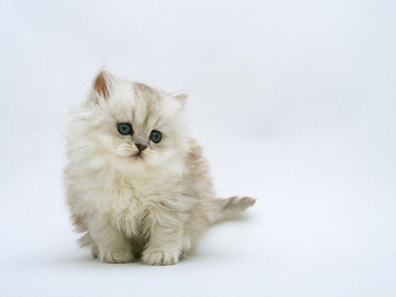 Fluffy White Kitten — Innocent, Photograph, White Background
