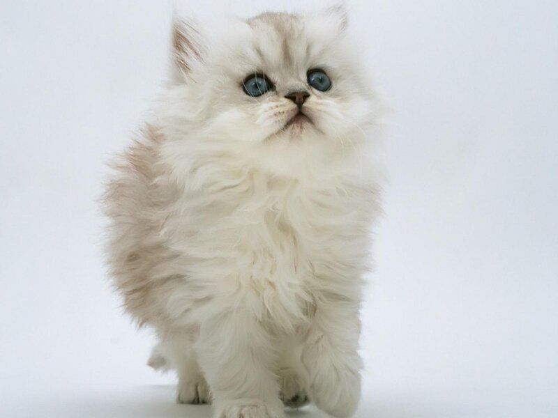Fluffy White Kitten — Innocent