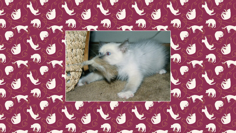 Fluffy White Kitten — Maroon