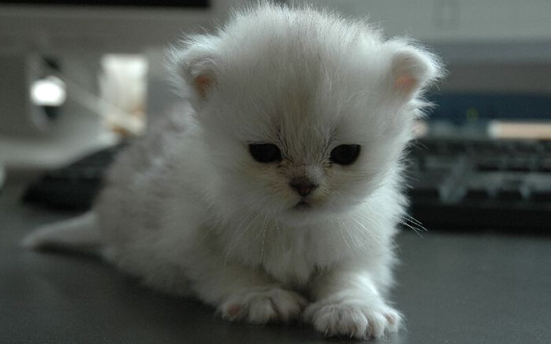 fluffy white kitten on desk