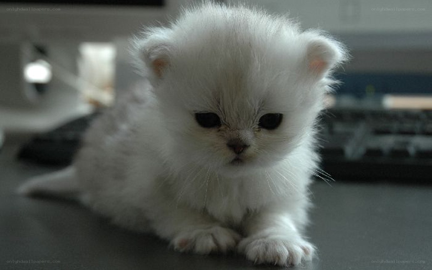 fluffy white kitten on desk