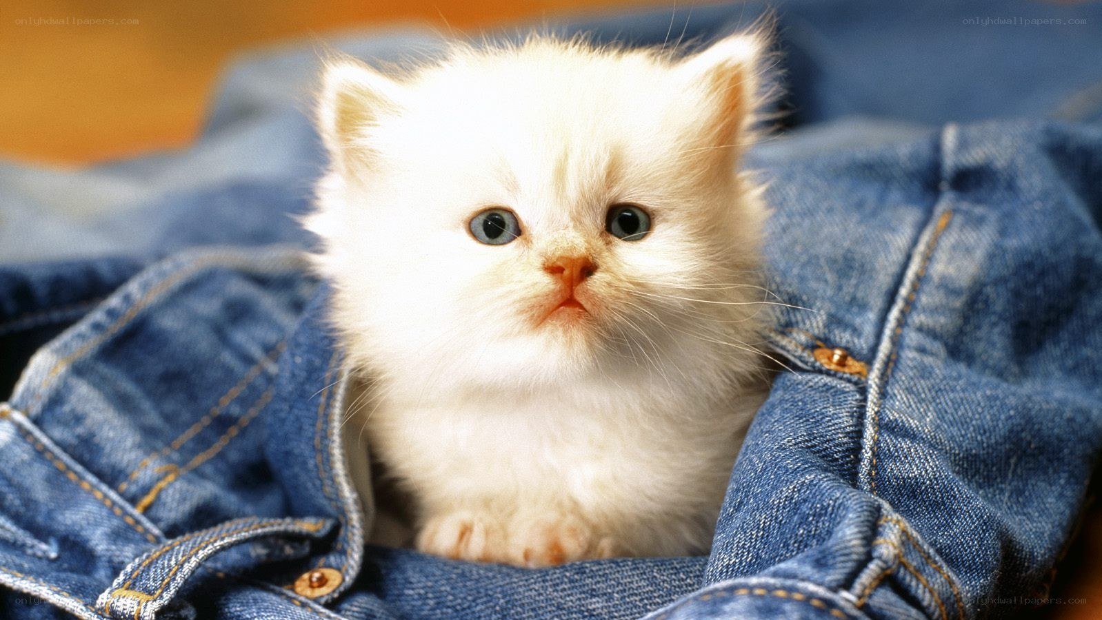 fluffy white kitten on jeans