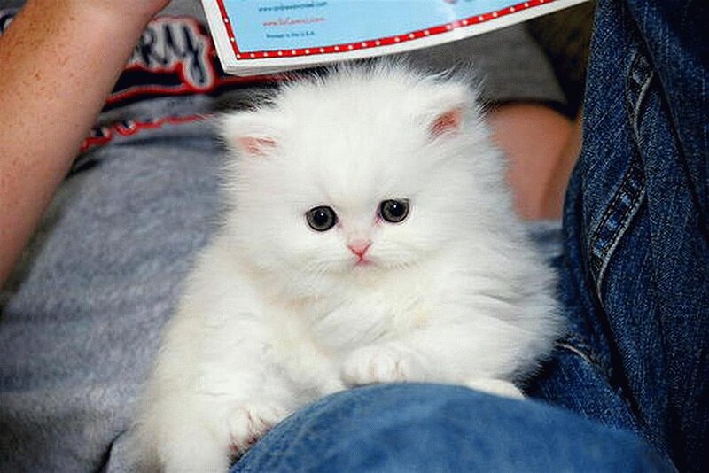 fluffy white kitten on lap