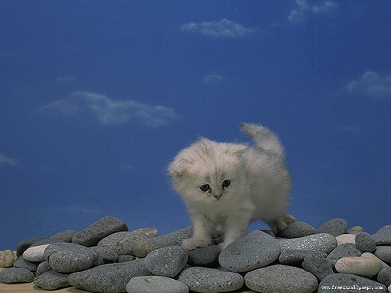 fluffy white kitten on rocks