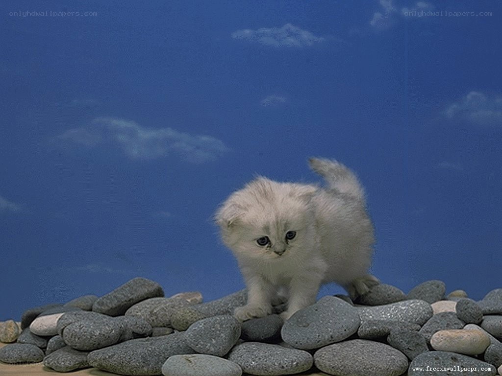 fluffy white kitten on rocks
