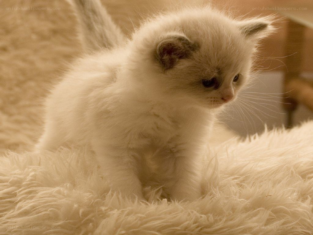 fluffy white kitten on rug