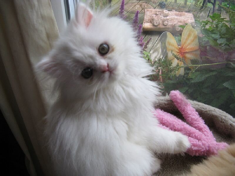 fluffy white kitten on windowsill