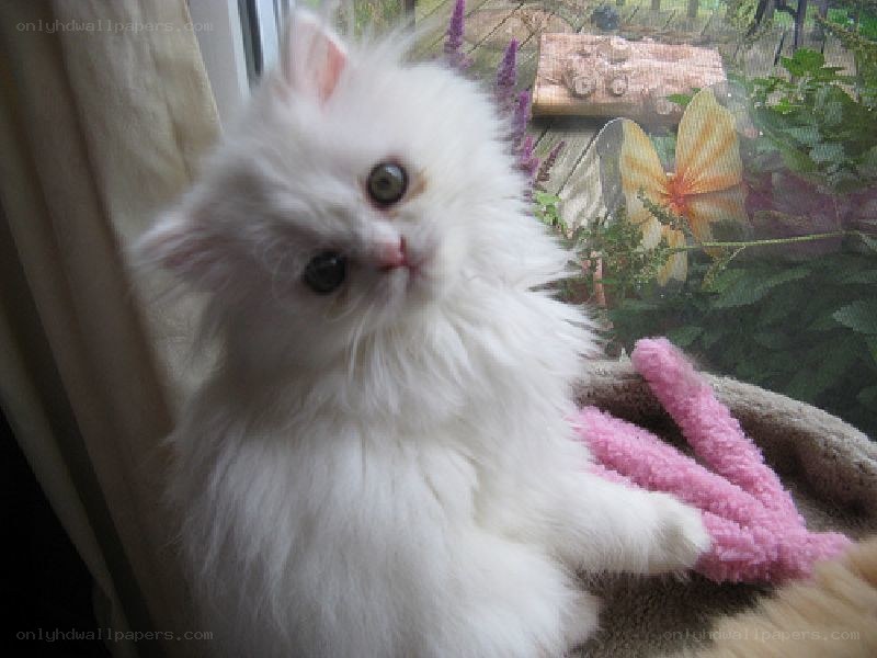 fluffy white kitten on windowsill