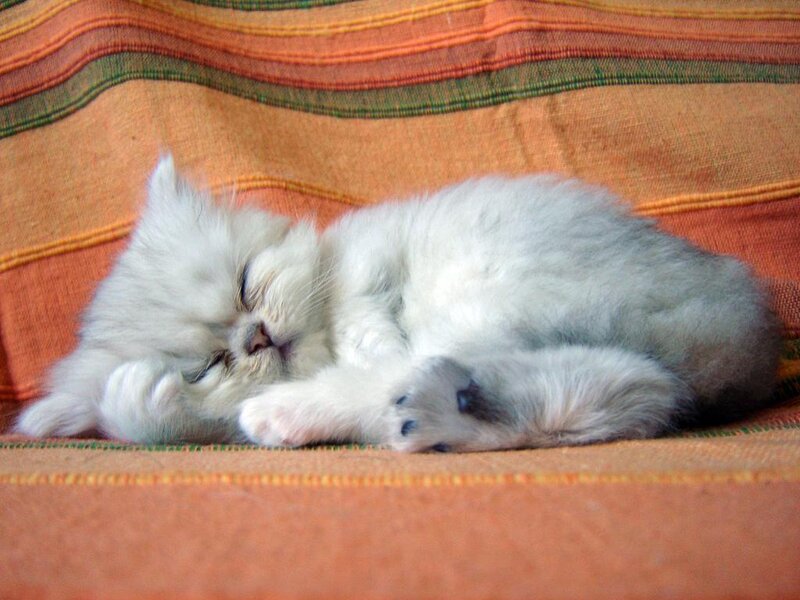 Fluffy White Kitten — Orange, Peaceful