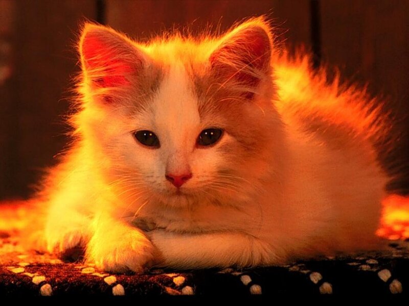 Fluffy White Kitten — Orange