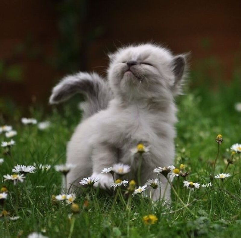 Fluffy White Kitten — Peaceful, Spring