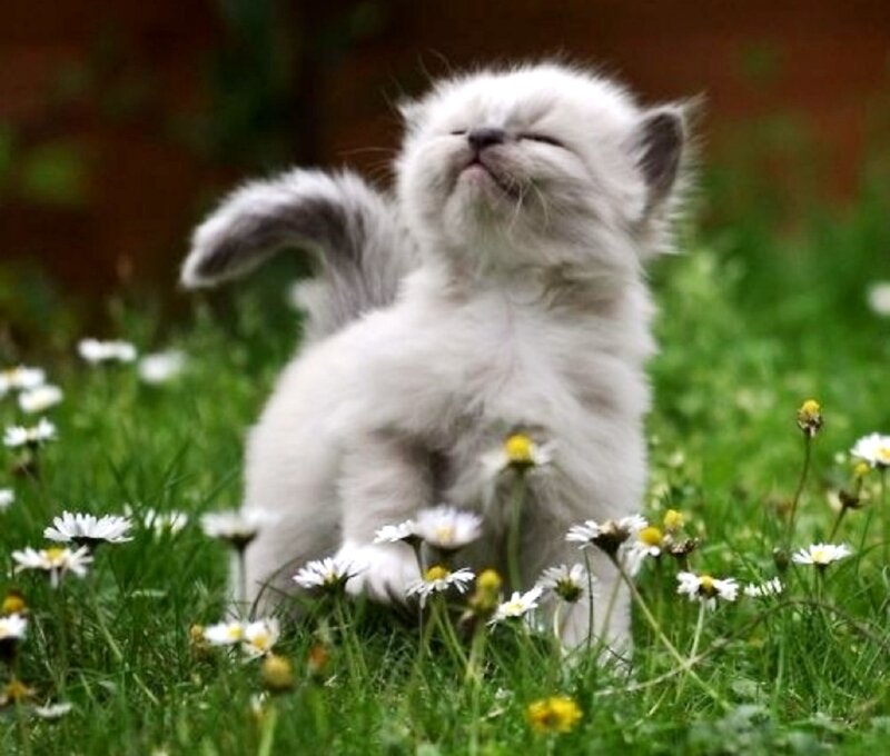 Fluffy White Kitten — Peaceful