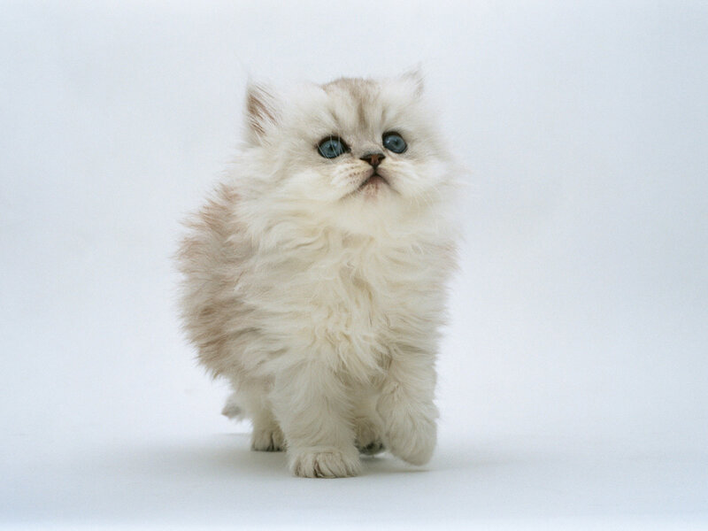 Fluffy White Kitten — Photograph, White Background