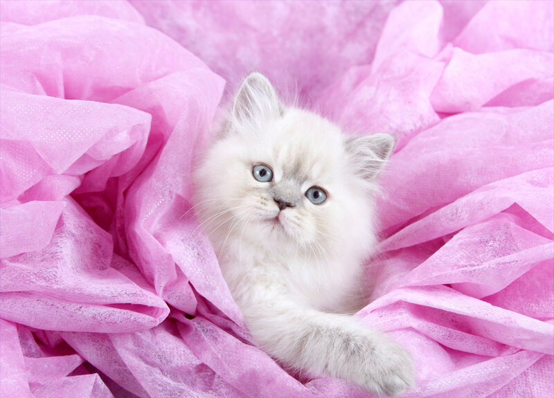 Fluffy White Kitten — Pink, Calm
