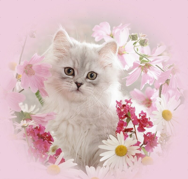 Fluffy White Kitten — Pink, Serene