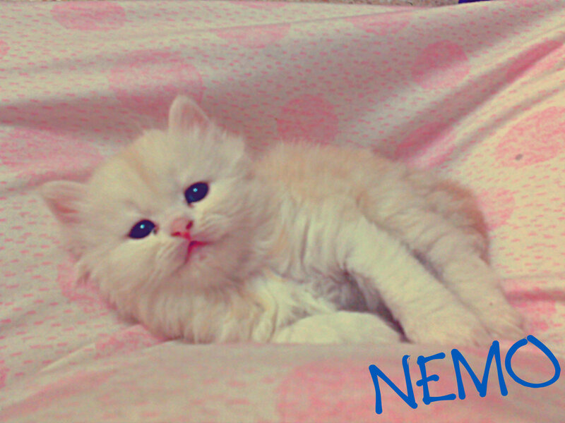 Fluffy White Kitten — Pink