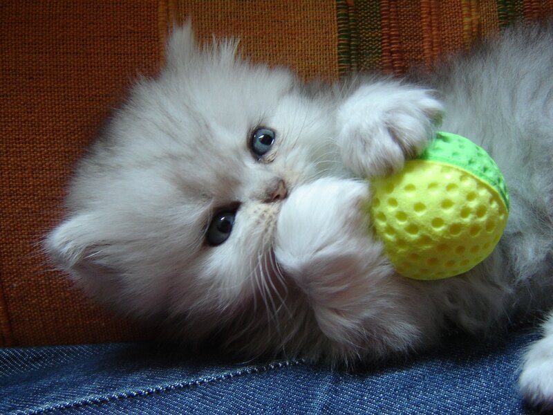 Fluffy White Kitten — Playful, Photograph, Ball