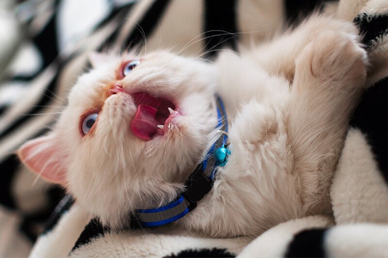 Fluffy White Kitten — Playful, Photograph, Collar