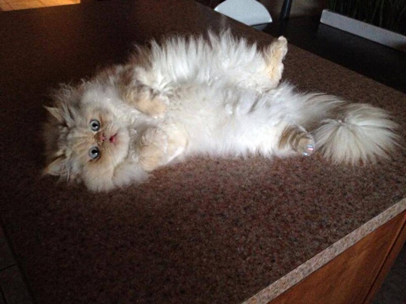 Fluffy White Kitten — Playful, Photograph, Kitchen Counter