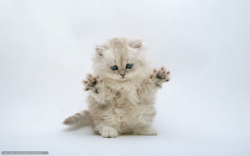 Fluffy White Kitten — Playful, Photograph, Paws