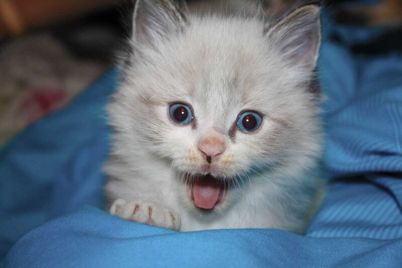 Fluffy White Kitten — Playful, Photograph