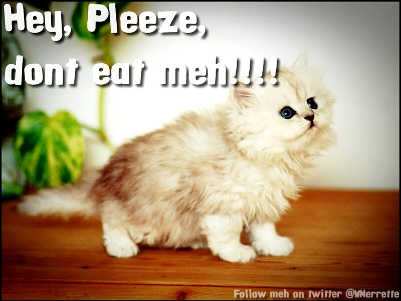 Fluffy White Kitten — Playful