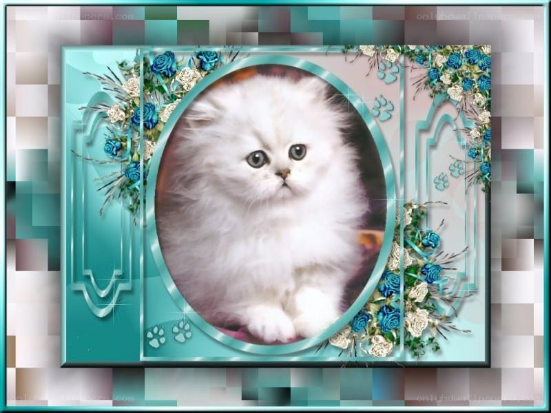 fluffy white kitten portrait
