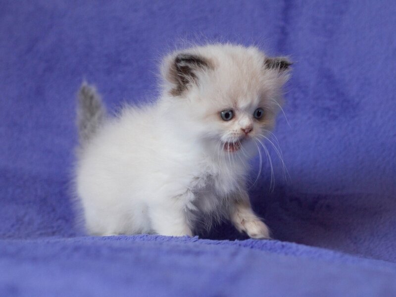 Fluffy White Kitten — Purple, Calm, Photograph