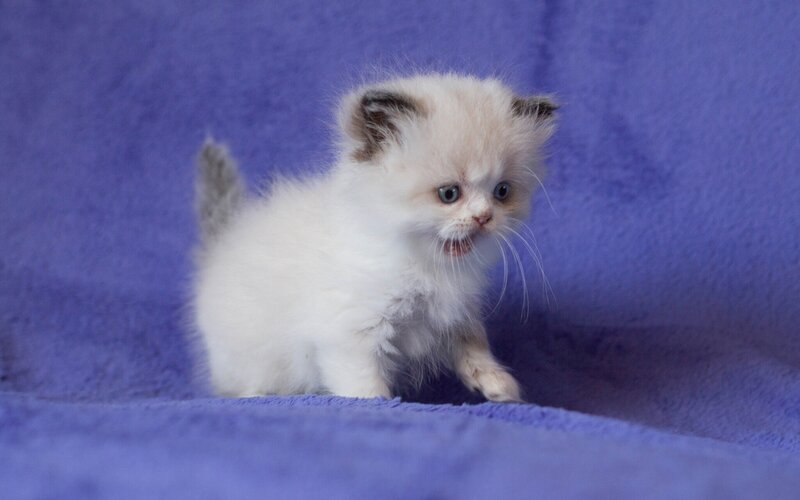 Fluffy White Kitten — Purple, Calm