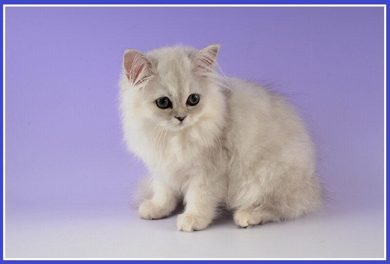 Fluffy White Kitten — Purple