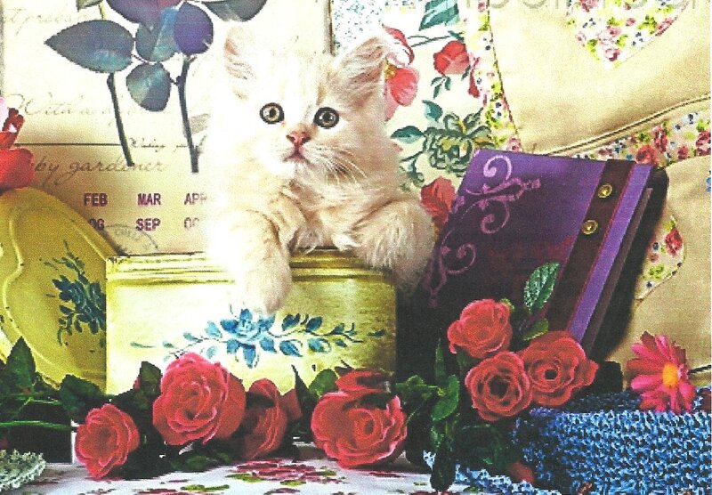 Fluffy White Kitten — Red, Calm