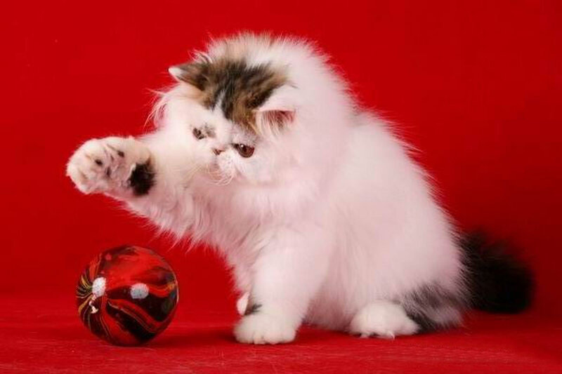 Fluffy White Kitten — Red, Playful
