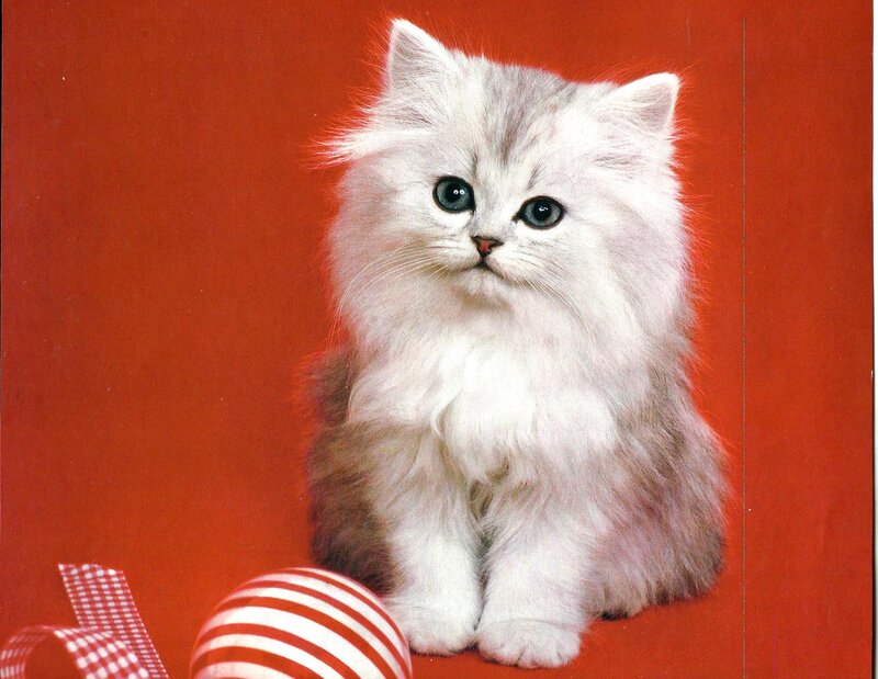 Fluffy White Kitten — Red