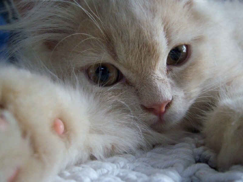 fluffy white kitten resting