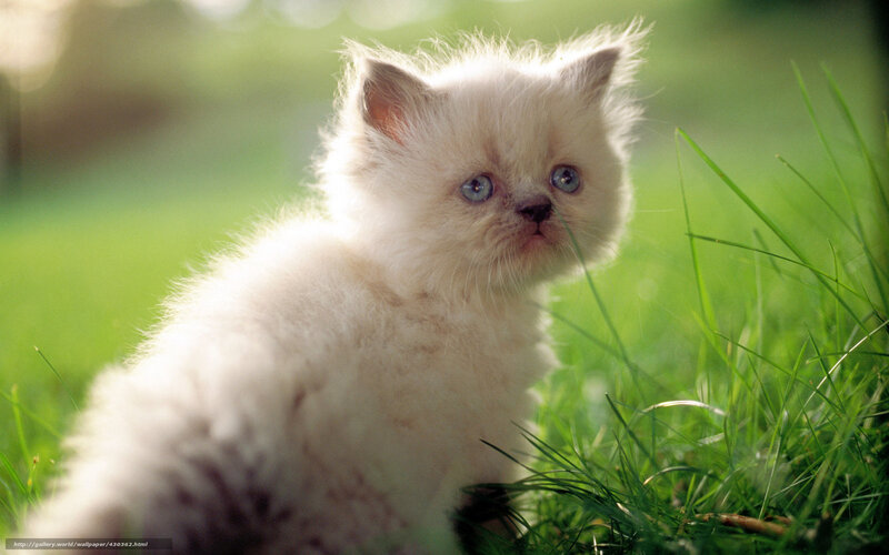 Fluffy White Kitten — Serene, Afternoon, Photograph, Grass