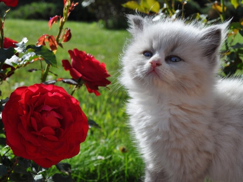 Fluffy White Kitten — Serene, Afternoon, Photograph