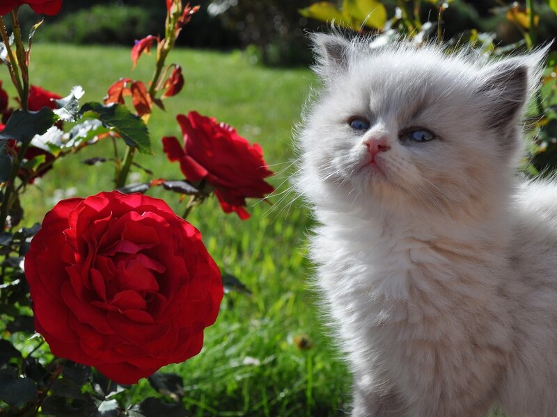 Fluffy White Kitten — Serene, Afternoon