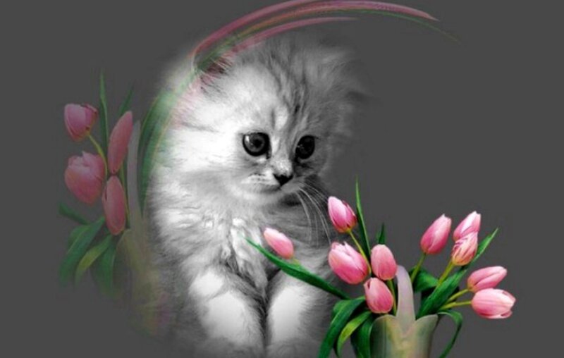 Fluffy White Kitten — Serene, Digital Art, Pink Tulips