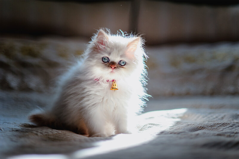 Fluffy White Kitten — Serene, Morning