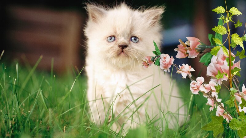 Fluffy White Kitten — Serene, Spring