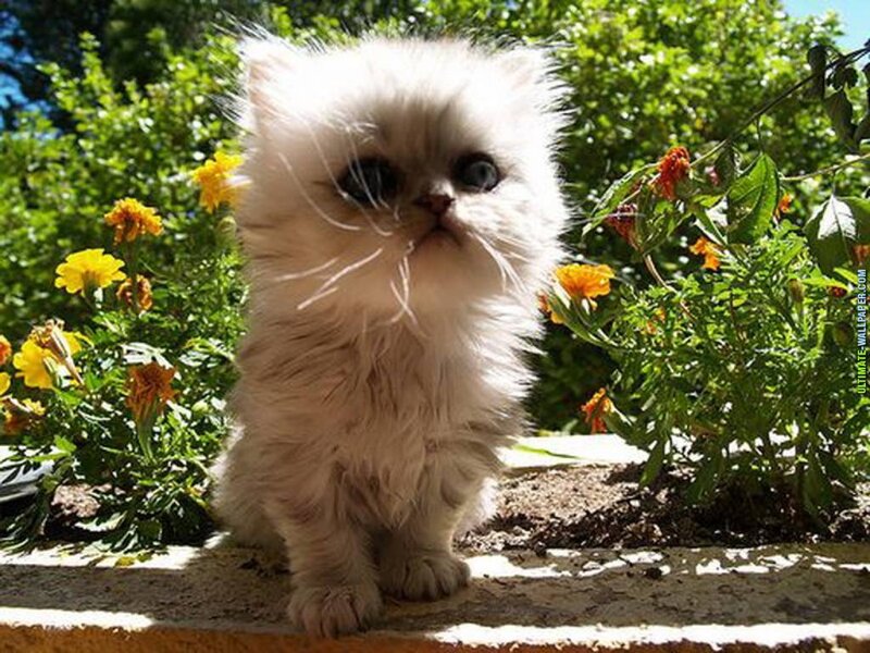 Fluffy White Kitten — Serene