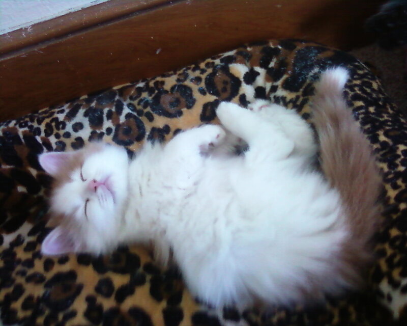 Fluffy White Kitten — Sleepy