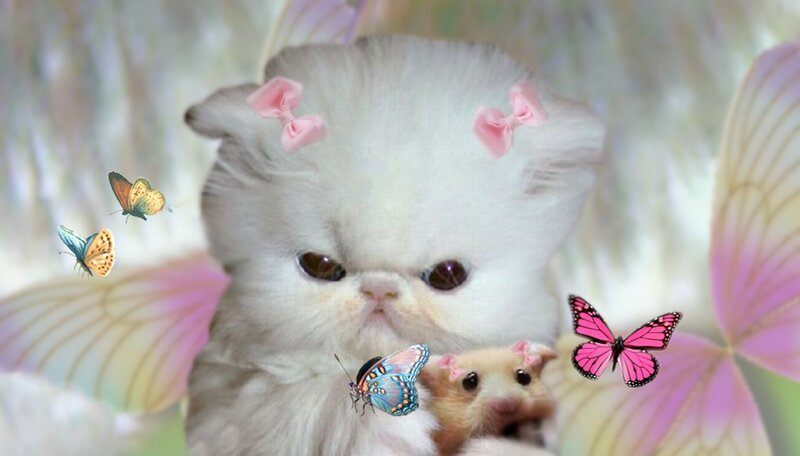 Fluffy White Kitten — Whimsical