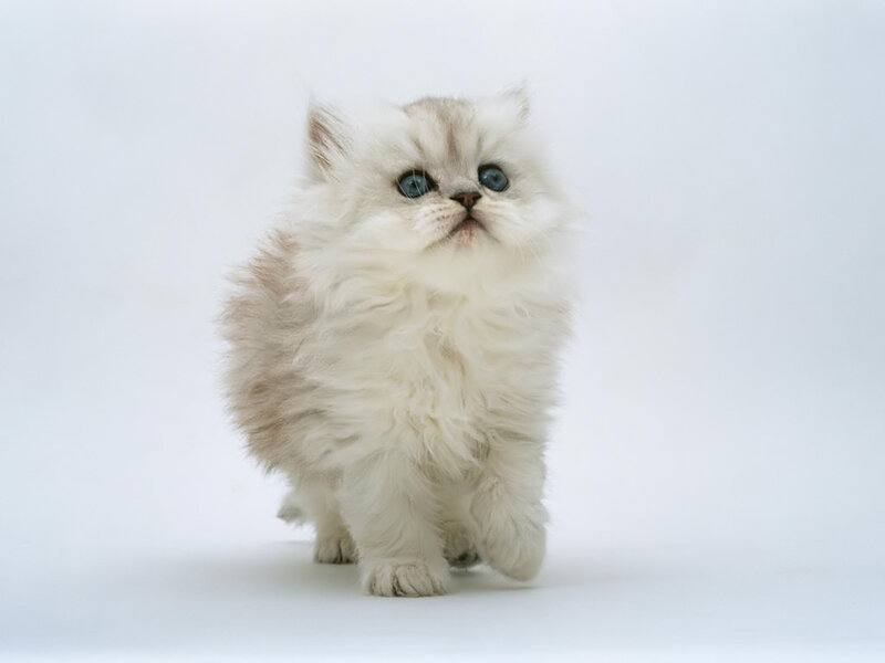 fluffy white kitten with blue eyes